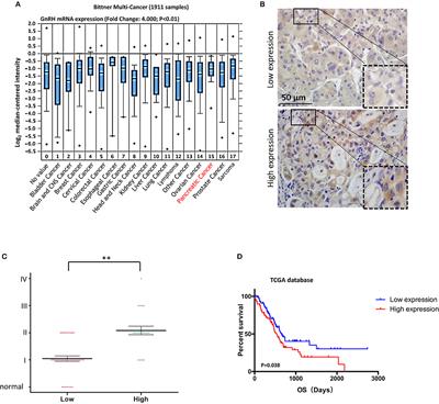 The Anti-proliferative Activity of GnRH Through Downregulation of the Akt/ERK Pathways in Pancreatic Cancer